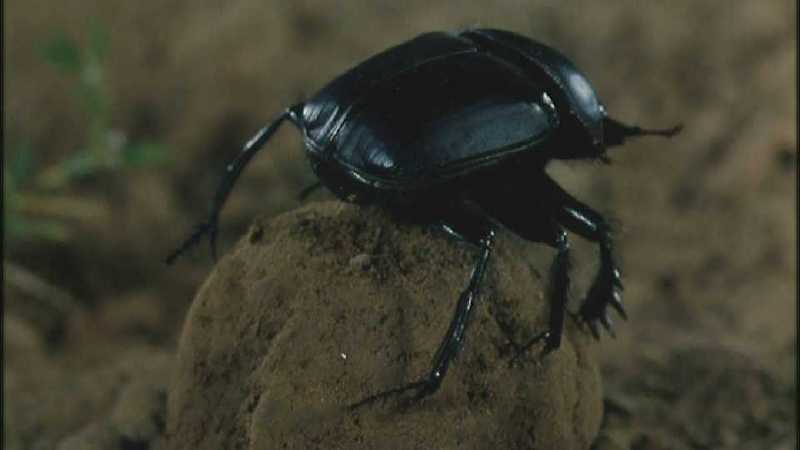 Microcosmos 214-European Dung Beetle-capture by fask7.jpg
