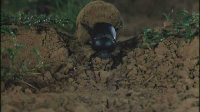 Microcosmos 215-European Dung Beetle-capture by fask7.jpg