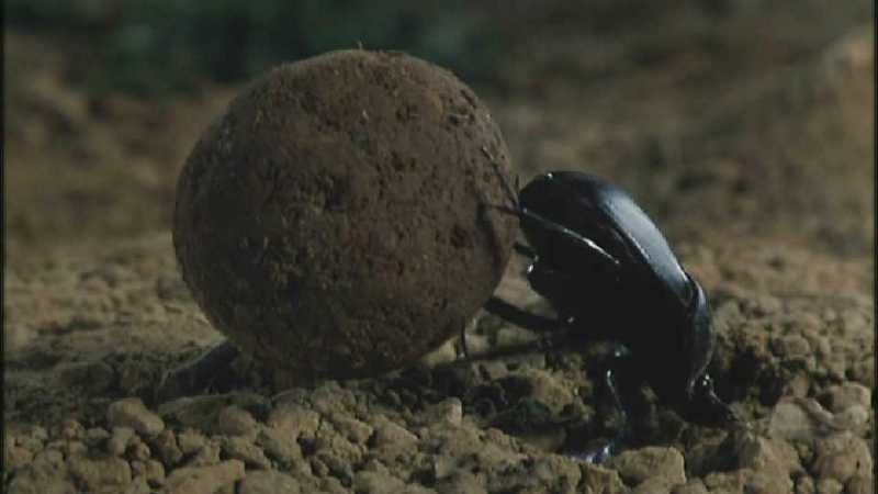 Microcosmos 216-European Dung Beetle-capture by fask7.jpg