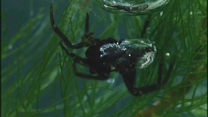 Microcosmos 246-Water Spider-capture by fask7.jpg