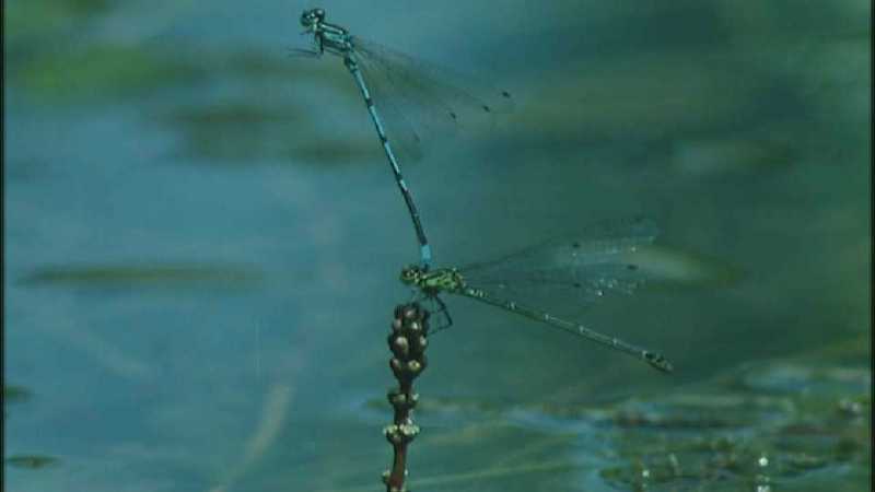 Microcosmos 248-European Emperor Dragonfly mating pair-capture by fask7.jpg