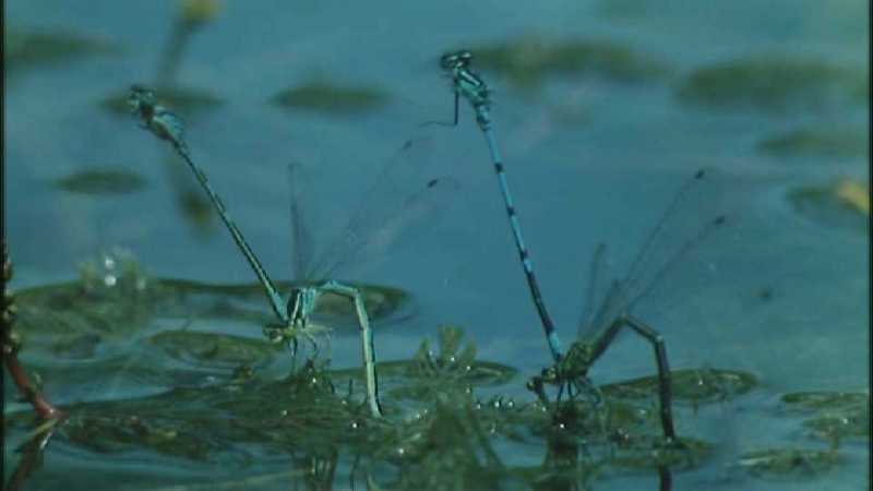 Microcosmos 249-European Emperor Dragonfly mating pair-capture by fask7.jpg