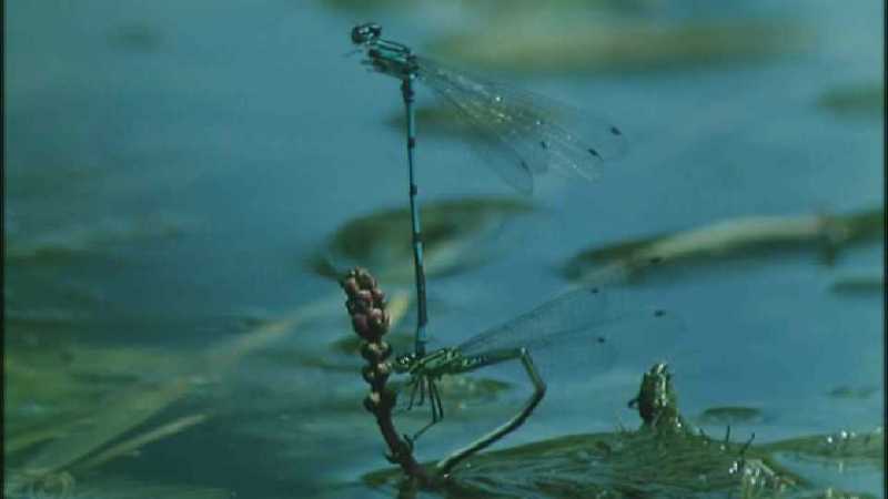 Microcosmos 250-European Emperor Dragonfly mating pair-capture by fask7.jpg