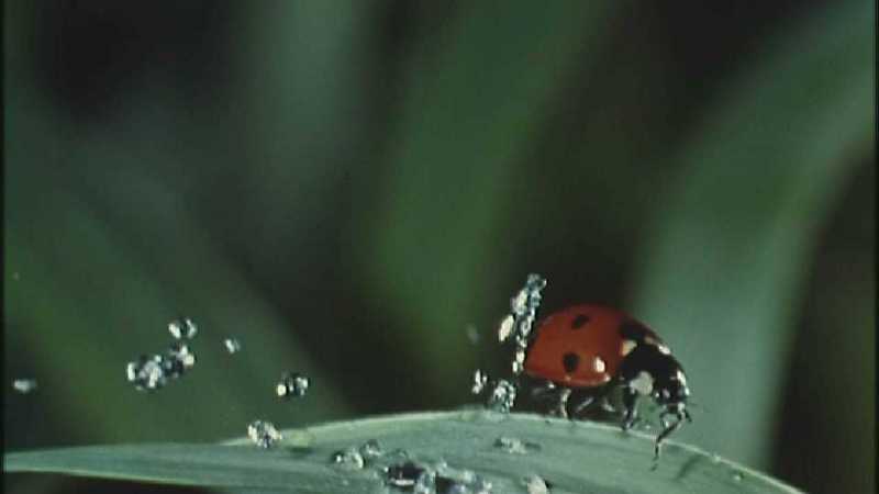 Microcosmos 255-Ladybug-capture by fask7.jpg