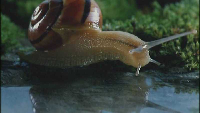 Microcosmos 256-European Garden Snail-capture by fask7.jpg
