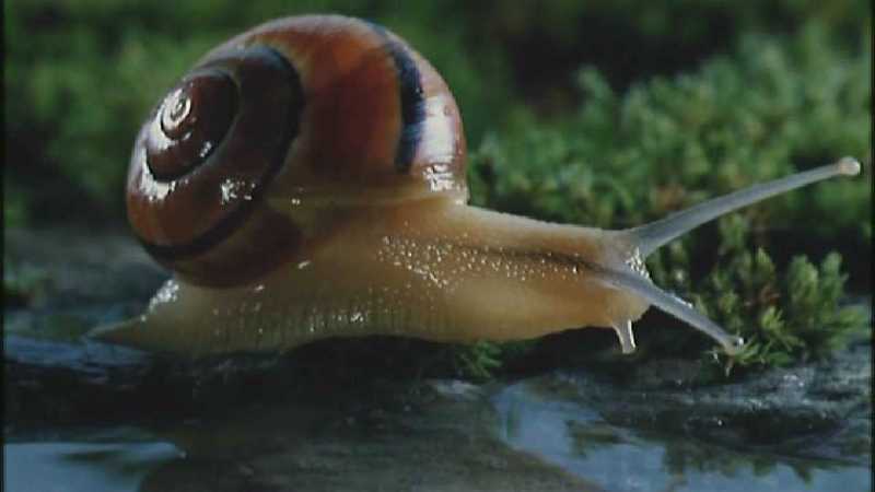 Microcosmos 257-European Garden Snail-capture by fask7.jpg