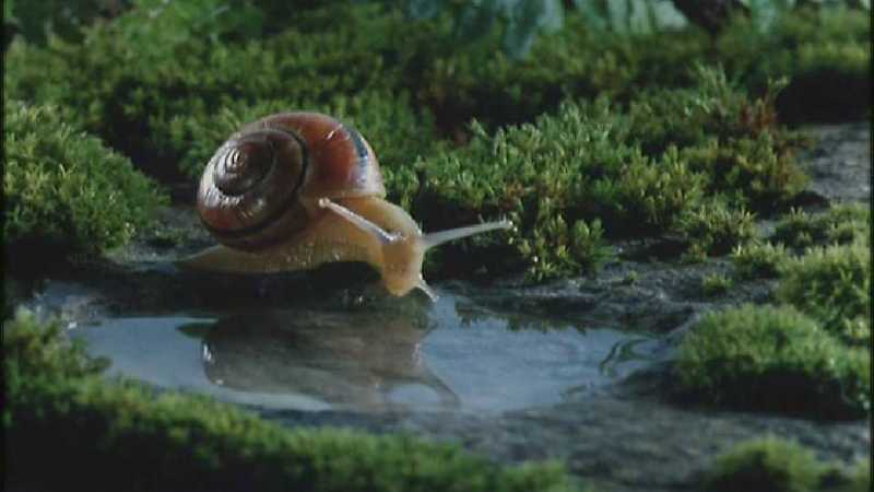 Microcosmos 258-European Garden Snail-capture by fask7.jpg