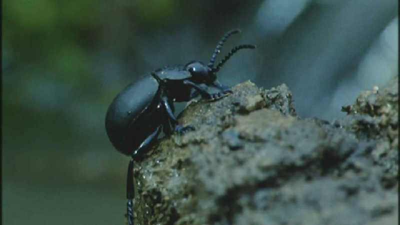 Microcosmos 261-Beetle-capture by fask7.jpg