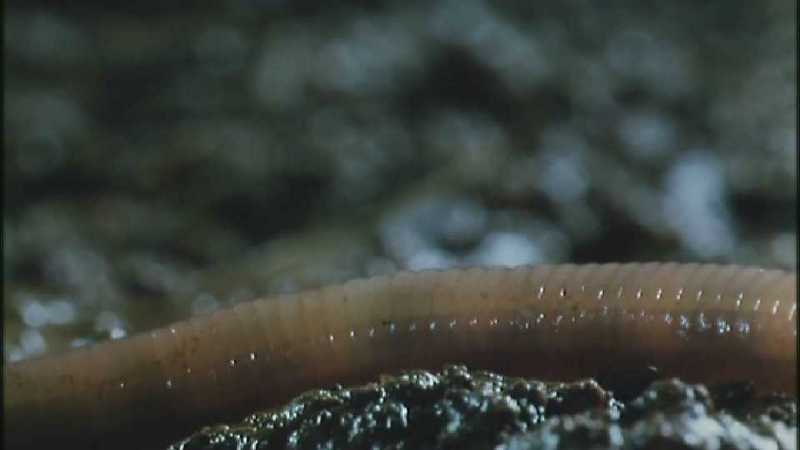Microcosmos 262-Earthworm-capture by fask7.jpg