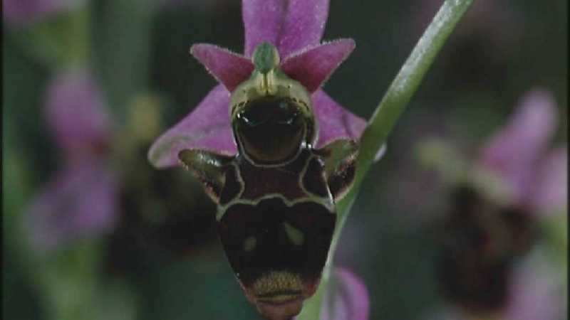 Microcosmos 263-Ophrys Orchid mimicry of bee-capture by fask7.jpg