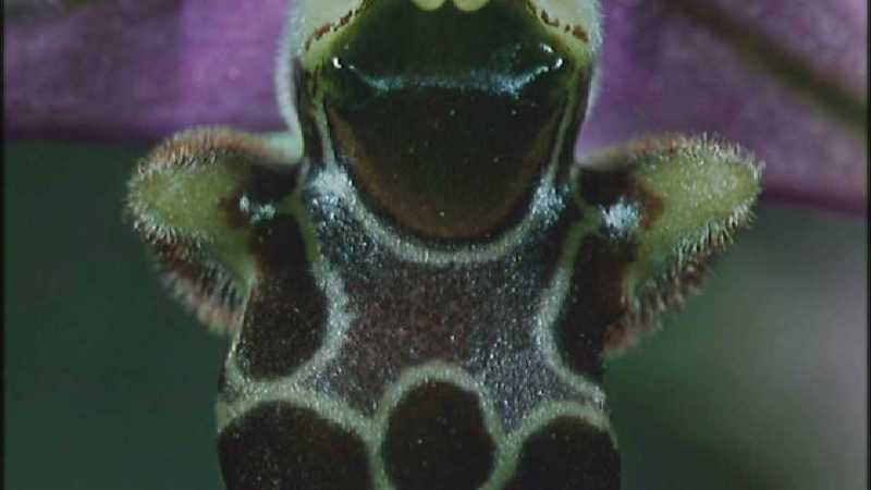 Microcosmos 264-Ophrys Orchid mimicry of bee-capture by fask7.jpg