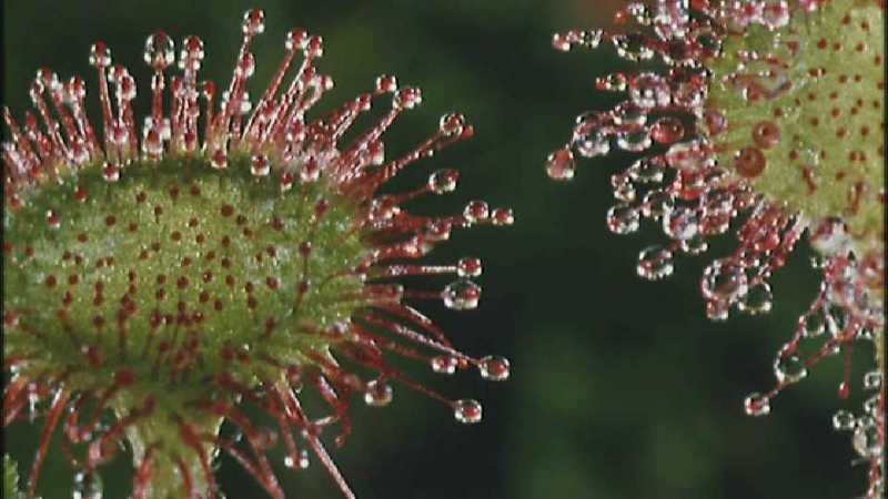 Microcosmos 268-Drosera Sundews catching Hoverfly-capture by fask7.jpg