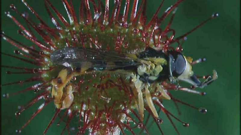 Microcosmos 270-Drosera Sundews catching Hoverfly-capture by fask7.jpg