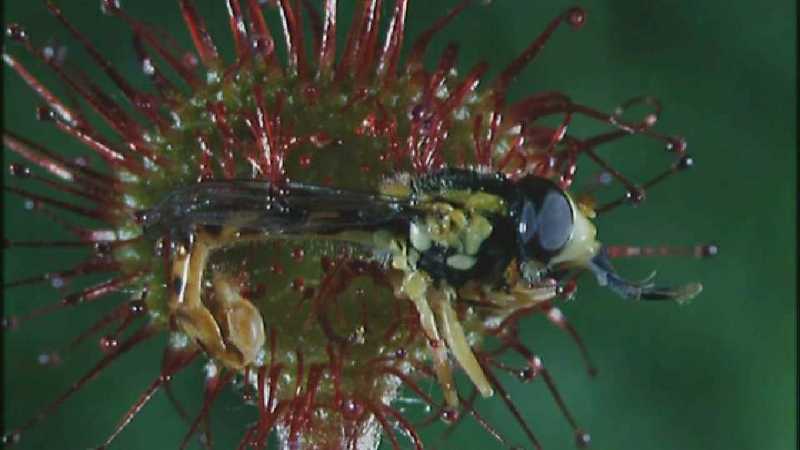 Microcosmos 271-Drosera Sundews catching Hoverfly-capture by fask7.jpg