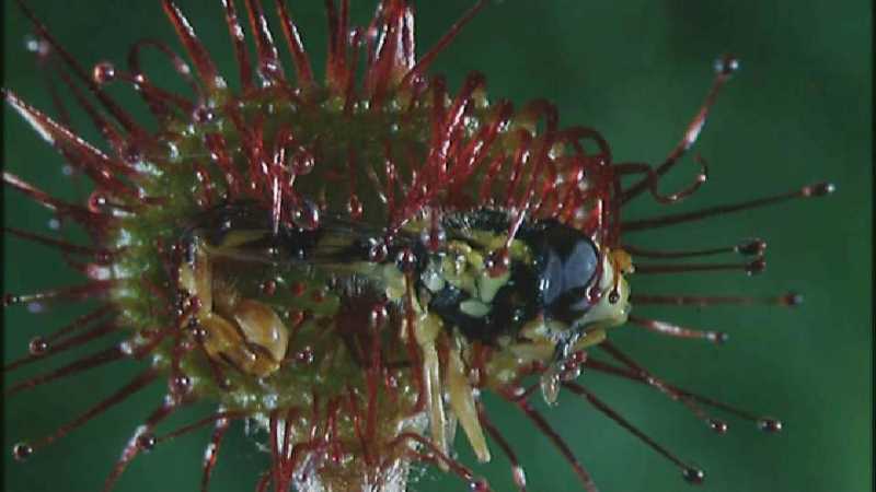 Microcosmos 272-Drosera Sundews catching Hoverfly-capture by fask7.jpg