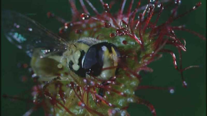 Microcosmos 273-Drosera Sundews catching Hoverfly-capture by fask7.jpg