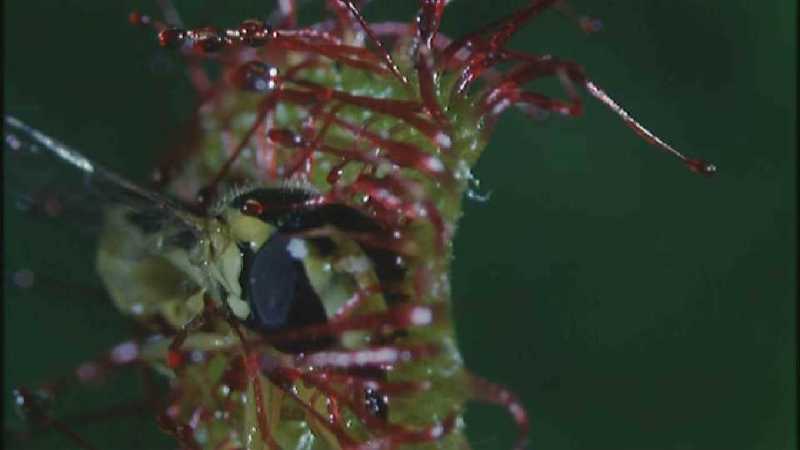 Microcosmos 274-Drosera Sundews catching Hoverfly-capture by fask7.jpg