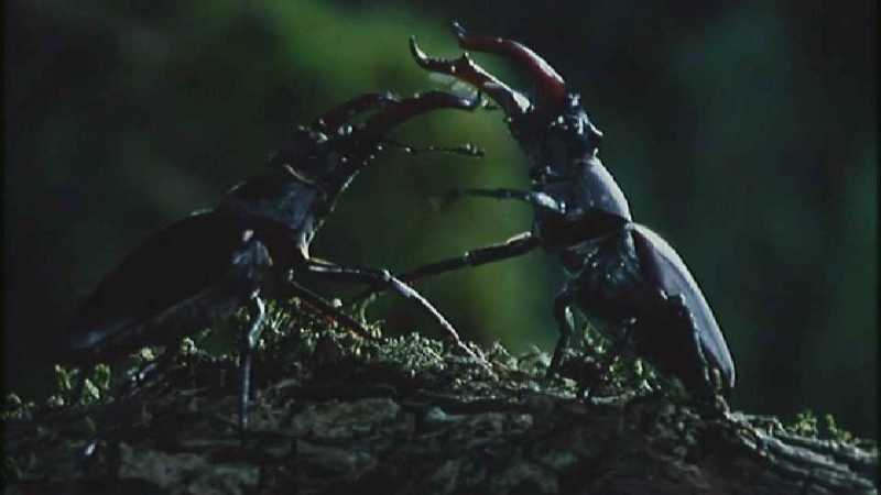 Microcosmos 277-Stag Beetles fighting-capture by fask7.jpg