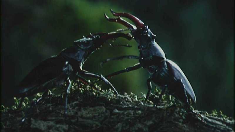 Microcosmos 278-Stag Beetles fighting-capture by fask7.jpg