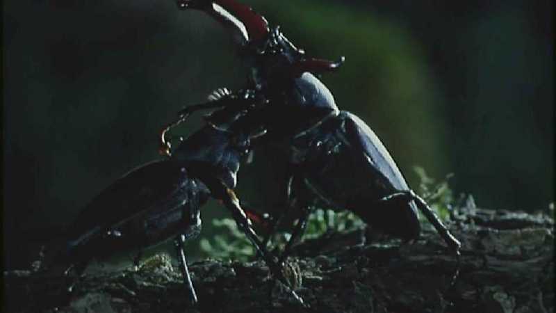 Microcosmos 280-Stag Beetles fighting-capture by fask7.jpg