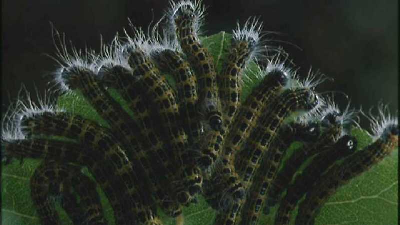 Microcosmos 288-Larvae-capture by fask7.jpg