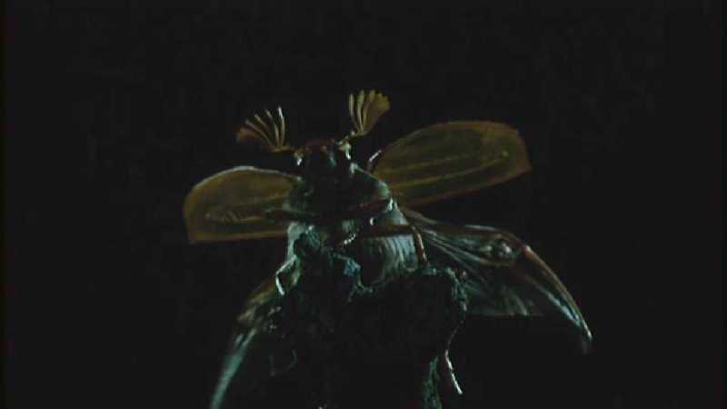 Microcosmos 295-King Gold Beetle-capture by fask7.jpg