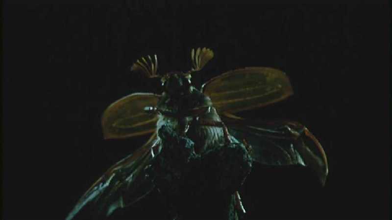 Microcosmos 296-King Gold Beetle-capture by fask7.jpg