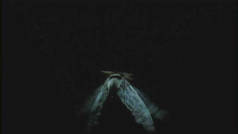Microcosmos 306-Moth in flight-capture by fask7.jpg