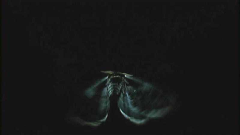 Microcosmos 307-Moth in flight-capture by fask7.jpg