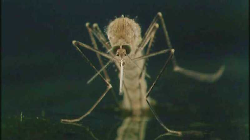 Microcosmos 333-Mosquito hatches-capture by fask7.jpg