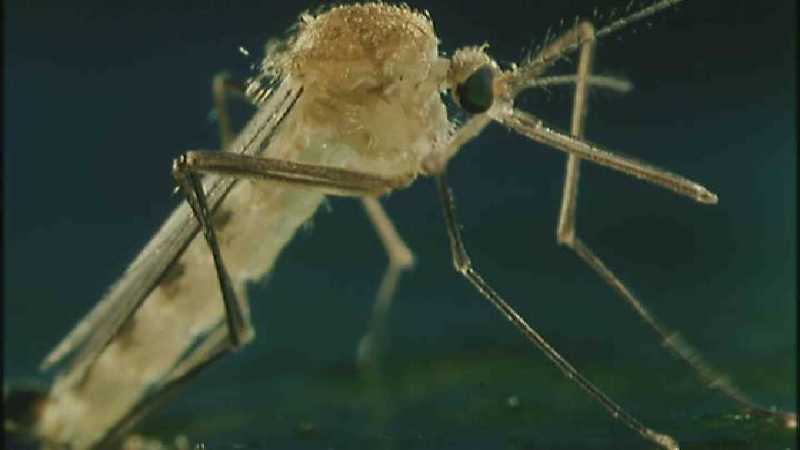 Microcosmos 335-Mosquito hatches-capture by fask7.jpg