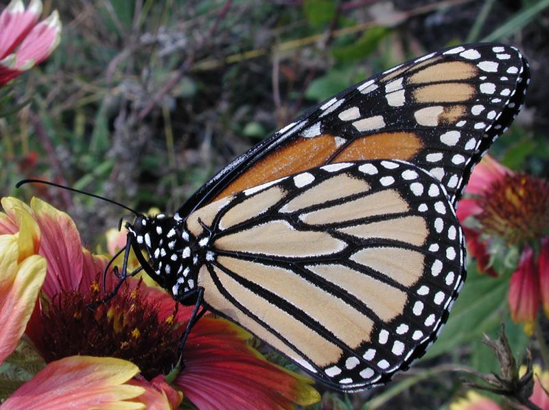 Monarch Butterfly-by Steven Spach.jpg