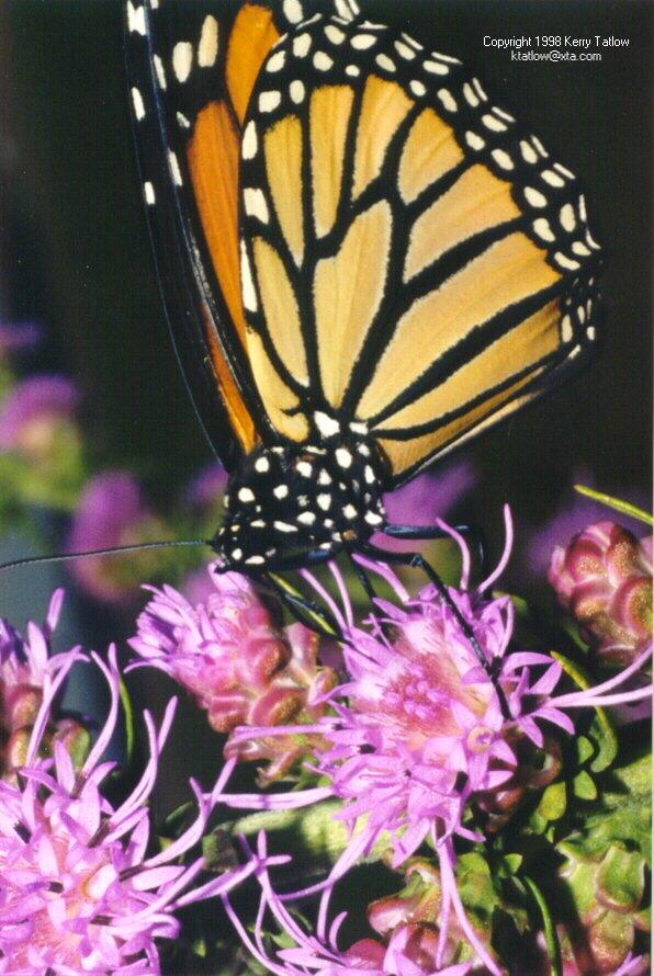 Monarch Butterfly-sipping nectar on flower-by Kerry Tatlow.jpg
