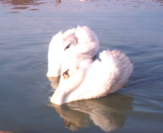 Mute swans-pair floating on water-by Dan Cowell.jpg