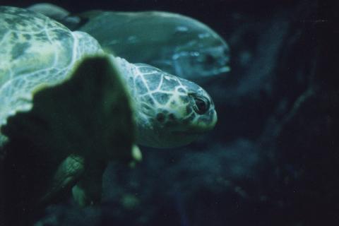 NEAQ Sea turtle-by World Traveler.jpg