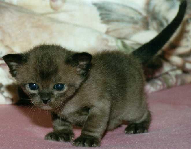 Neger02-Brown Burmese Cat Kitten-by Frank and Heidi Schulz.jpg