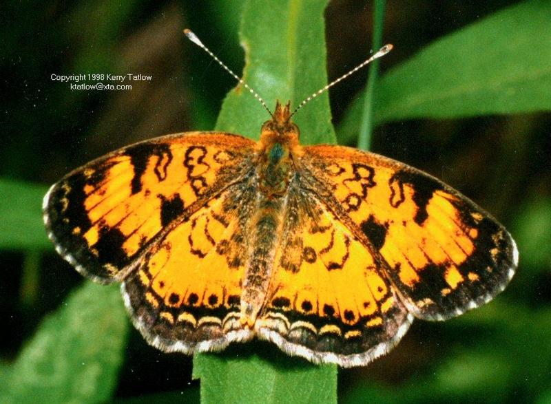 Nymphalid Butterfly-ktatlow@xta.com-by Kerry Tatlow.jpg