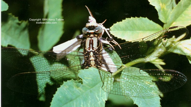 Odonatan Dragonfly With Moth Prey-ktatlow@xta.com-by Kerry Tatlow.jpg