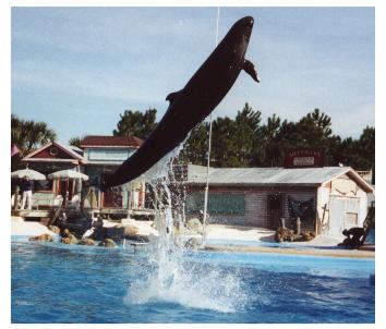 PILOT WHALE Jumping-at Sea World of Florida-by World Traveler.jpg