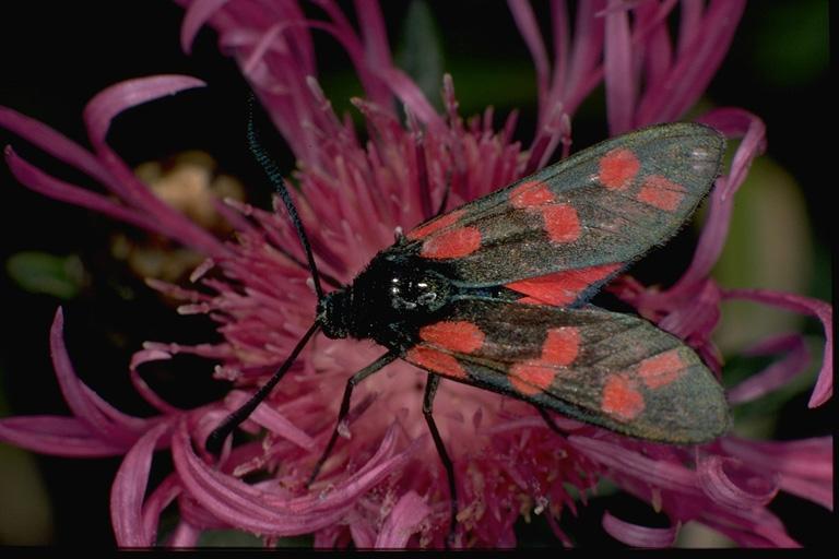 PVK00049-Six-spot Burnet Moth-on flower-by Linda Bucklin.jpg