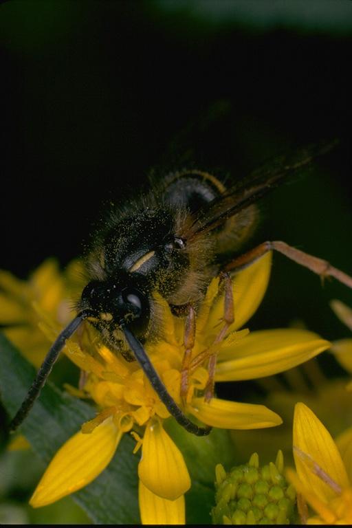 PVK00062-YellowJacket Wasp-on yellow flower-by Linda Bucklin.jpg