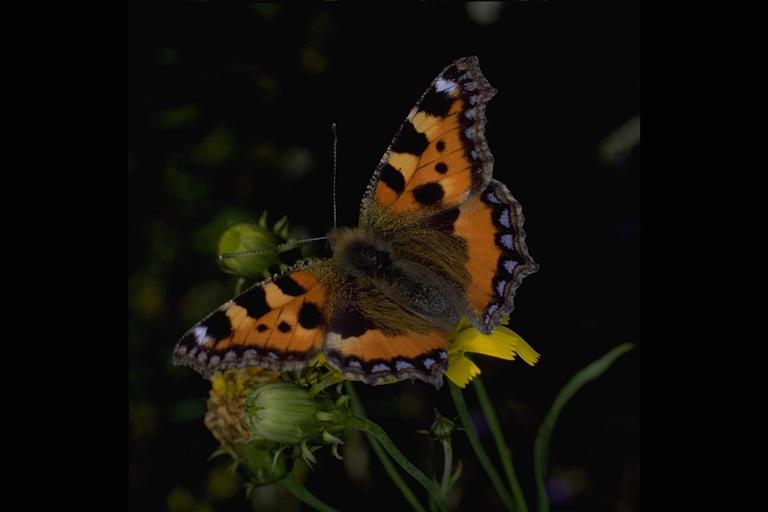 PVK00070-American Painted Lady Butterfly-on flower-by Linda Bucklin.jpg