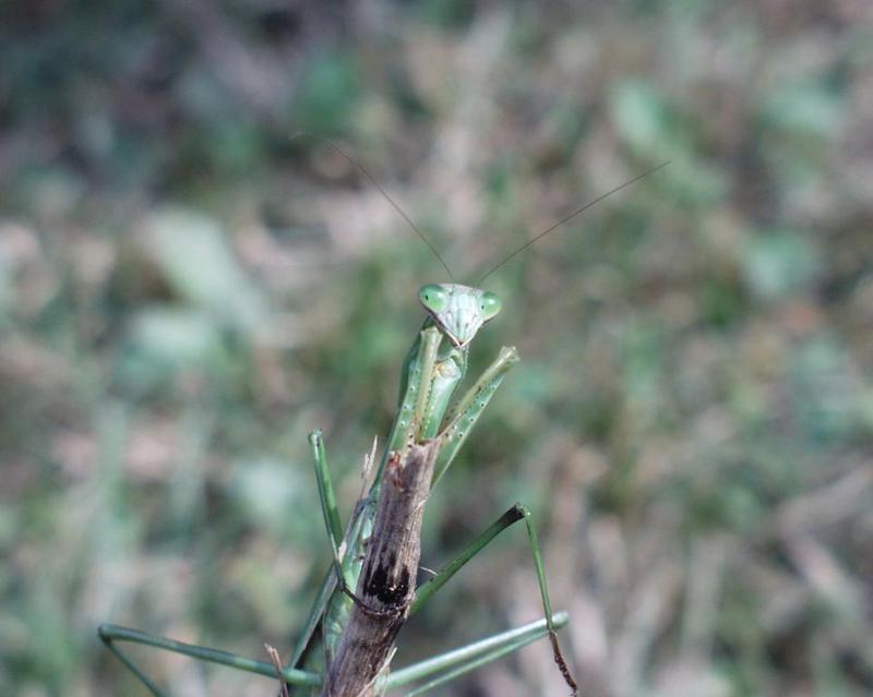 Pa190125-Korean Insect-Chinese Mantis-by Darin L Ungerman.jpg