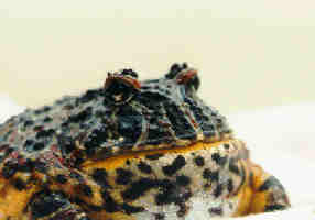 Pac-man 02-Argentine Horned Frog-face closeup-by Dan Cowell.jpg