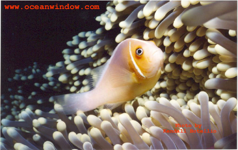 Palau-Clownfish and sea anemone-by Kendall Botellio.jpg