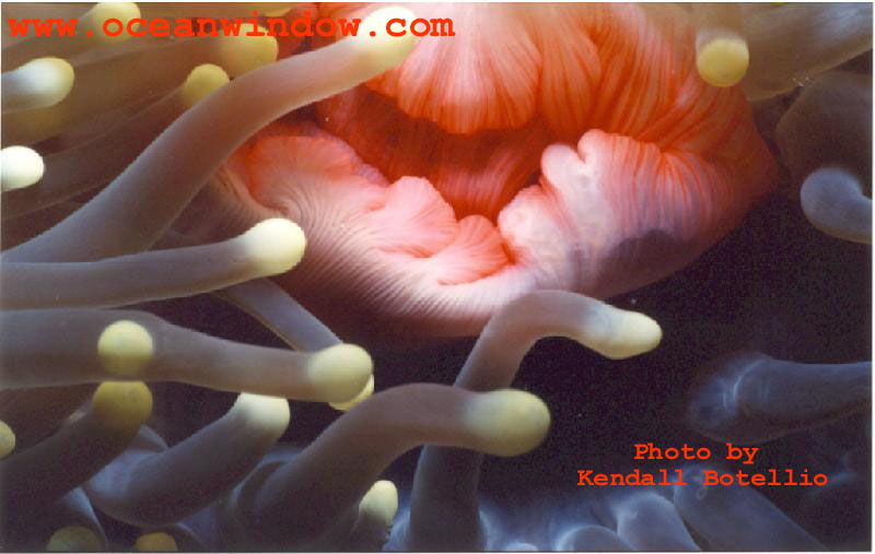 Palau-Sea anemone mouth-by Kendall Botellio.jpg