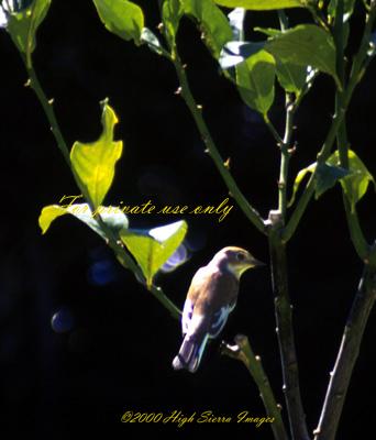 Papamoscas3-Spotted Flycatcher-by Jose Sierra Jr.jpg