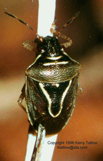 Pentatomid 1-Harlequin Cabbage Bug-ktatlow@xta.com-by Kerry Tatlow.jpg