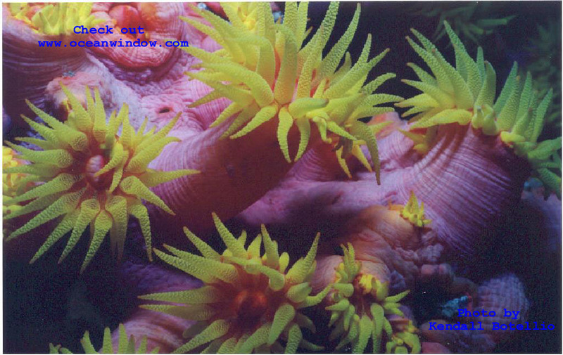 Phillipines-Soft corals-by Kendall Botellio.jpg