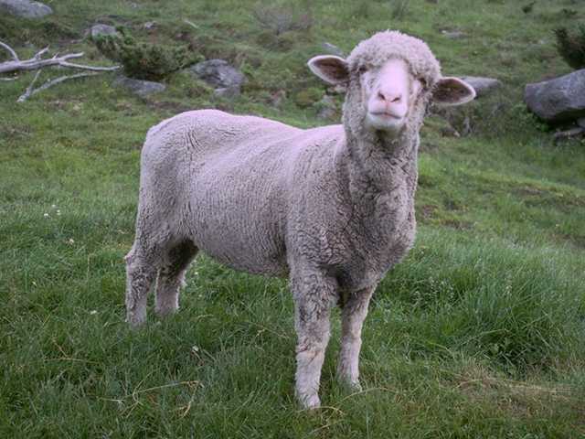 Photo014-DomesticSheep-Lamb-by Linda Bucklin.jpg